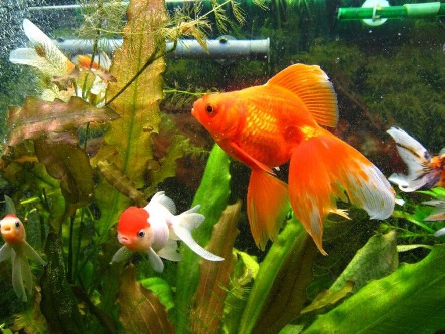 aquarium d'argent avec poisson rouge