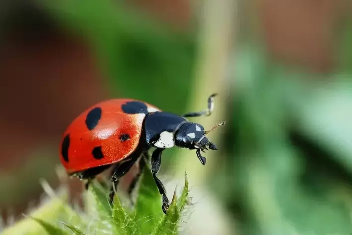 porte-bonheur - coccinelle