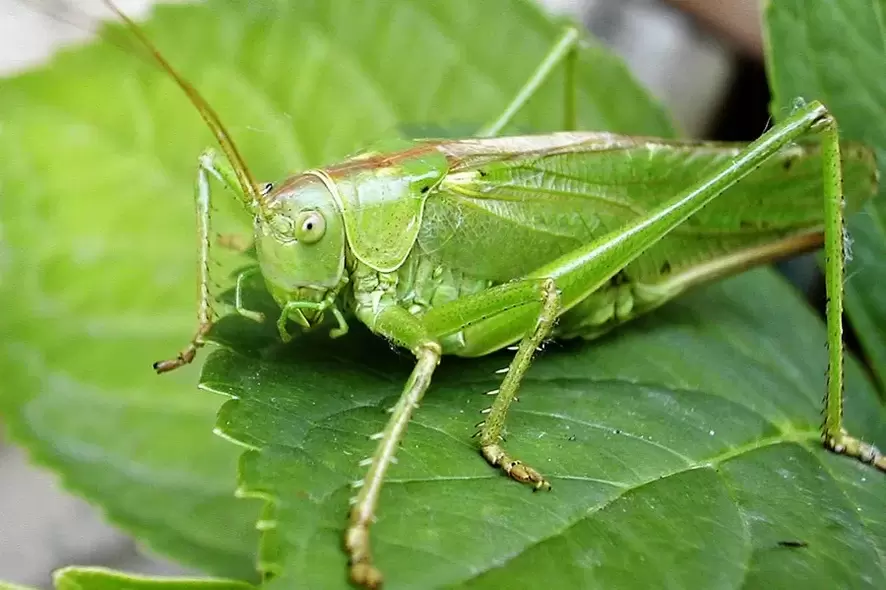 porte-bonheur - cricket